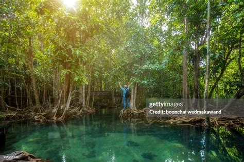 Tha Pom The Mangrove Forest In Krabi Thailand High Res Stock Photo