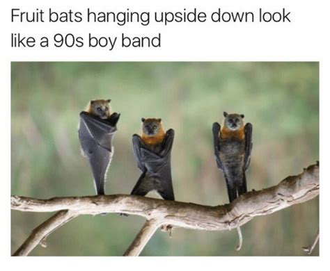 25 Best Fruit Bat Memes The Memes Upside Down Memes