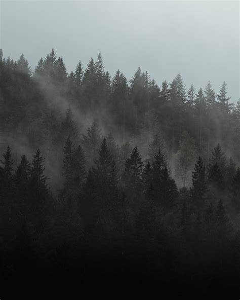 Green Pine Trees Covered With Fog Photo Free Nature Image On Unsplash