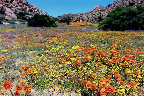 Bloom box flowers south africa. Best Time to Visit South Africa - Chalo Africa