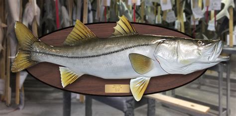 Snook Mount Mounted Fish Fish Trophy