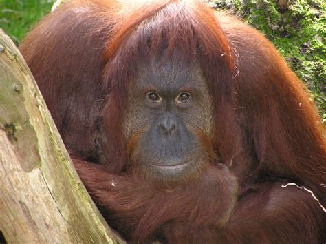 Disfruta de tarifas ilimitadas al 50% y de nuevos contenidos exclusivos ¡vente a orange! Orang-Utan (Forum für Naturfotografen)