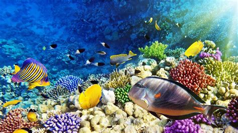 Maldives Malaysia Red Sea Coral Reef Underwater World
