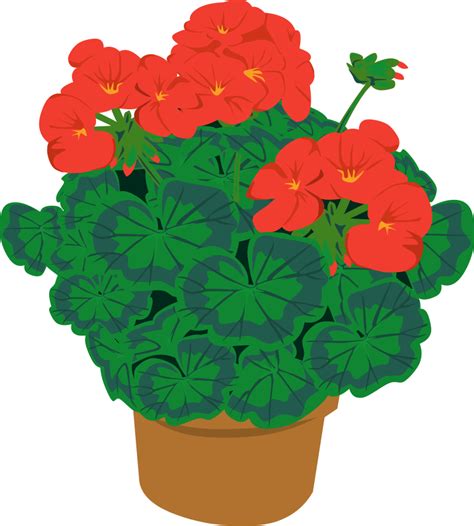 Potted Plants Pictures