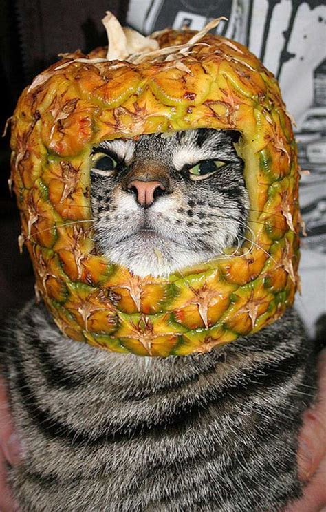 Typically we can say yes; Animals With Food On Their Head (GALLERY)
