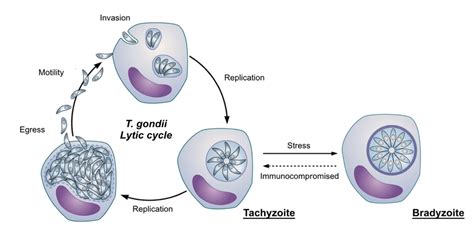 Intracellular Reproduction And Development Of T Gondii A Lytic Cycle