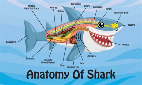 Do Sharks Have Bones Surprising Answers More Information Inside