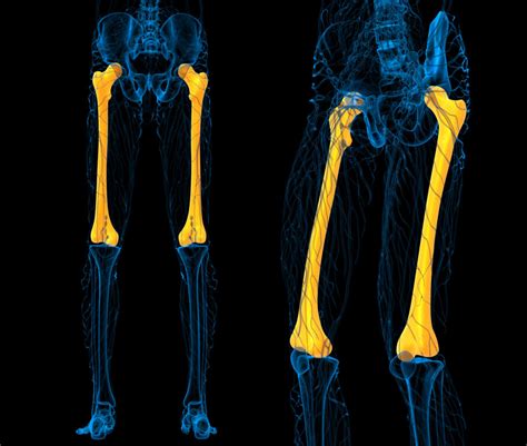 The skeletal muscles are the ones responsible for body movements done voluntarily. The unexpected gift of bones | Pursuit by The University ...