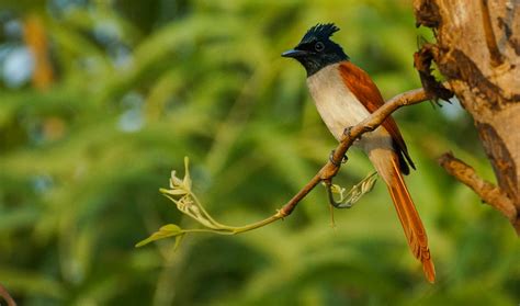 The Asian Paradise Flycatcher Rsonyalpha