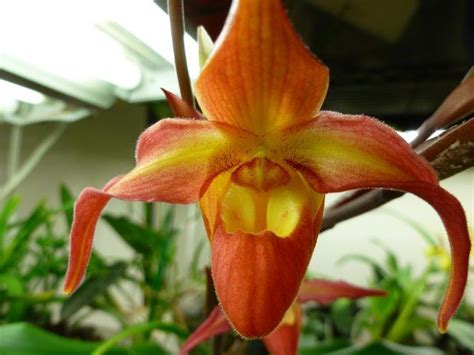 Phragmipedium Nicolle Tower Slippertalk Orchid Forum The Best