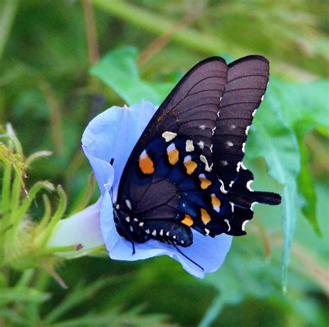 Pipevine Swallowtail Alabama Butterfly Atlas