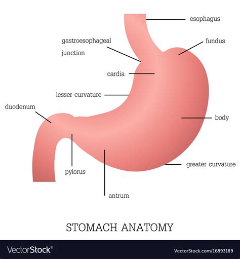 Structure And Function Stomach Anatomy System Vector Image