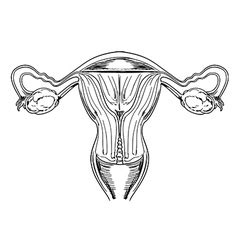 Internal struts add strength to some bones such as the humerus. Diagram showing anatomy of human vagina Royalty Free Vector