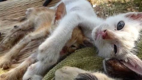 Injured Kitten Cuddles Wlimp Comatosed Kitten Holy Work For Furry