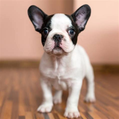Black And White French Bulldog Puppy Cute Animals Pinterest