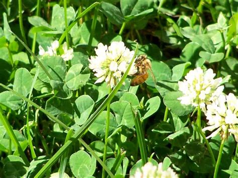 May 23, 2021 · however, bees see flowers differently than humans do. Attracting Honey Bees - Mountain Sweet HoneyMountain Sweet ...