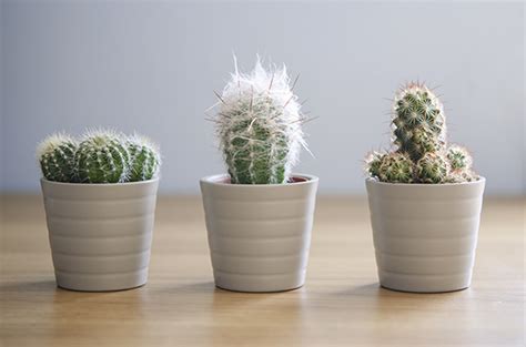 Three Cacti Small Potted Cacti Plants In Ceramic Pots Photograph