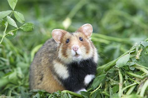 Syrian Hamster Facts Diet Habitat Pictures On Atelier Yuwaciaojp