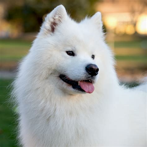 Samoyed Dog Breed Information And Characteristics Daily Paws