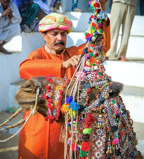 Rajasthani Indian Man Decorates His Camel At Pushkar Fair India
