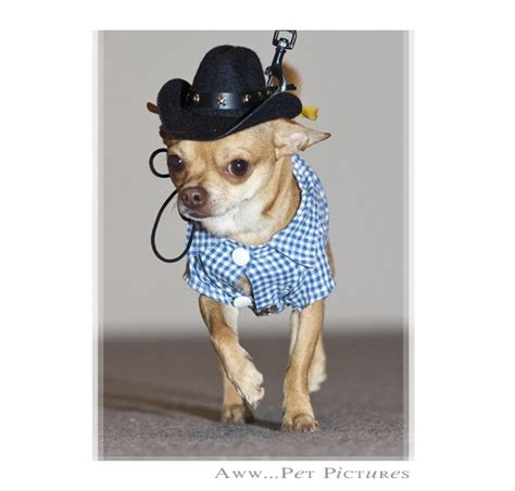 Chihuahua Wearing A Cowboy Hat Puppy Costume Cute Chihuahua Dressed