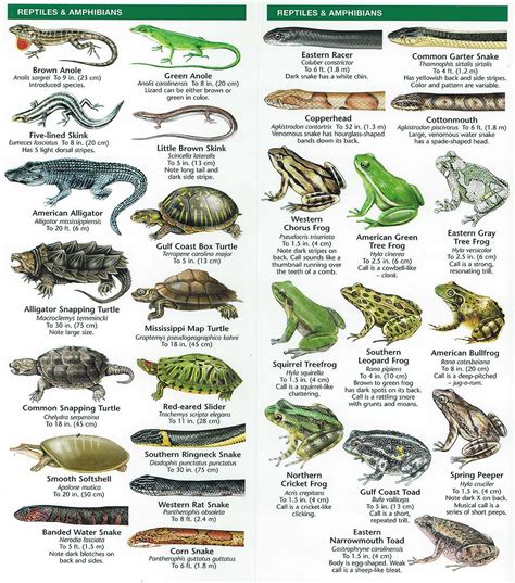 Species Identification Woodlands Conservancy Amphibians Turtle