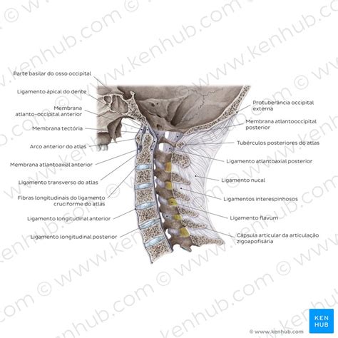 Coluna Cervical Anatomia Ossos Ligamentos Kenhub