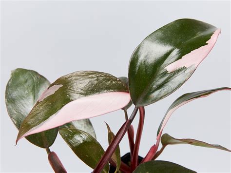 Philodendron Erubescens Pink Princess Philodendron Little Plants