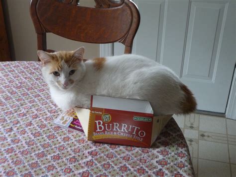 Cat Burrito Cats Animals Burritos