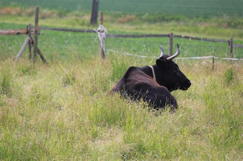 Black Bull Lying On A Green Pasture Cc0photo