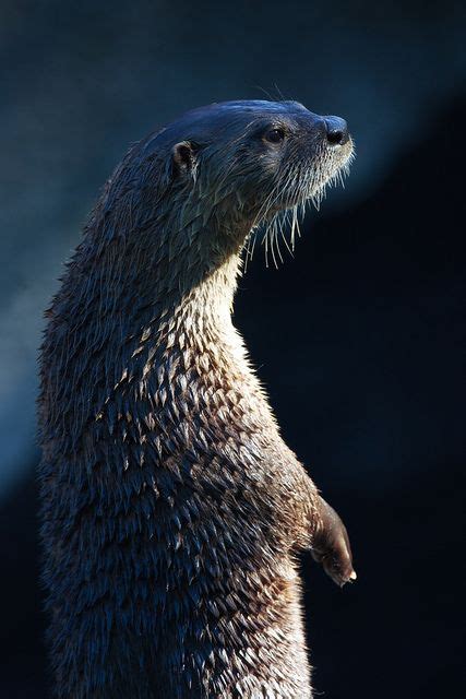 Otter Standing In Seward Alaska By Douglas Brown Via Flickr Otter
