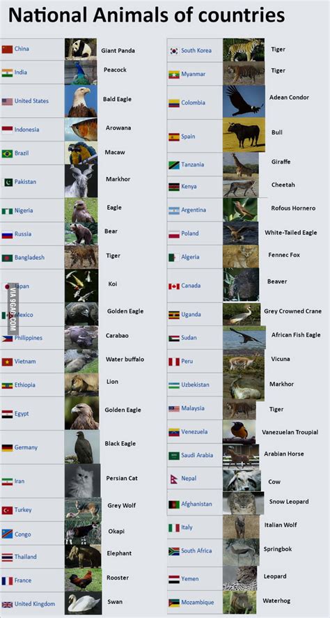 National Animals Of Countries 9gag
