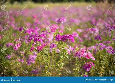 Spring Purple Wild Flower Field Stock Photo Image Of Contour Light