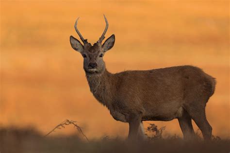 Young Red Deer Stag Francis J Taylor Photography