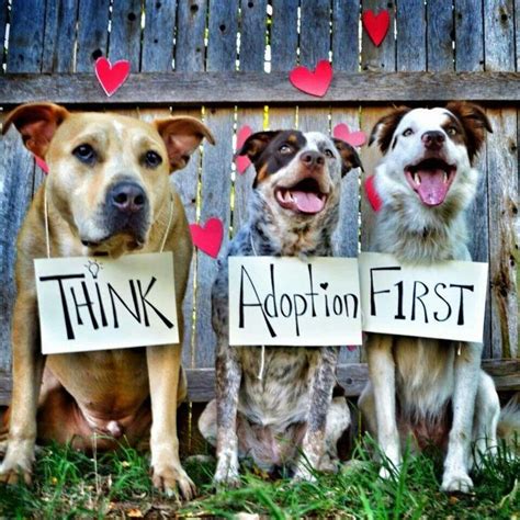 Five Reasons Why Adopting A Dog Is Better