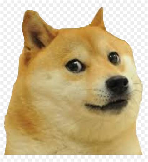 Doge Meme Faces My Dog Made A Meme Dog Face Hes Also Judging You
