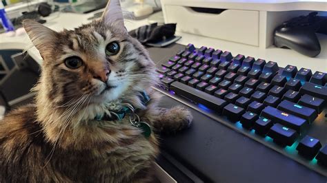 The Gamer Cat With His New Set Up Gaming