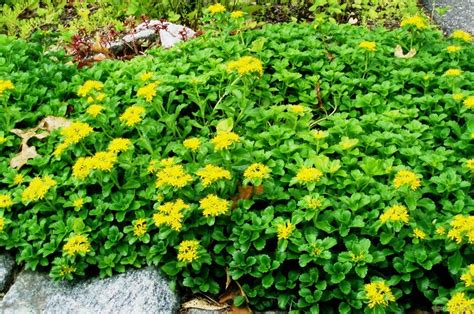 Ground Cover Sedum Ground Cover Ground Cover Ground Cover Plants