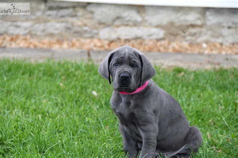 They do not bark much, but make great watchdogs. Great Dane Puppies Cincinnati | PETSIDI