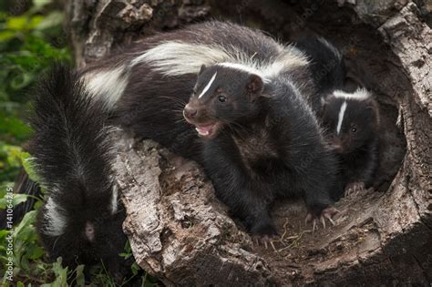 Striped Skunk Kits Doe Mephitis Mephitis Mouth Open In Log With Kits