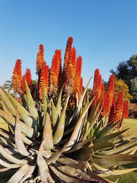 Aloe Hybrid In Flower Johans Hybrids July 2017 Desert Plants Aloe