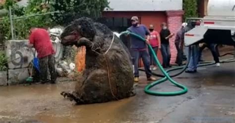 Workers Discover Giant Rat During Clearance Of Underground Drainage System Mirror Online
