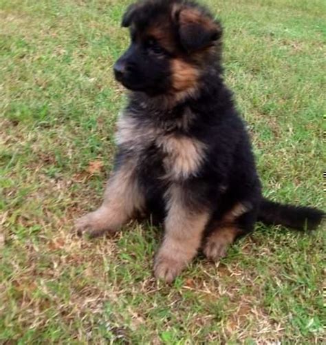 German Shepherd Puppies For Sale In Polokwane Dogs And Puppies Public