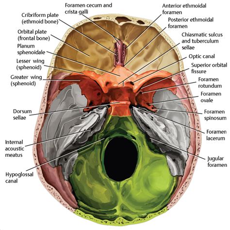 Anterior Cranial Fossa Nasal Cavity And Paranasal Sinuses Radiology Key