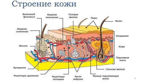 Строение кожи Анатомия и физиология кожи Морфологические элементы