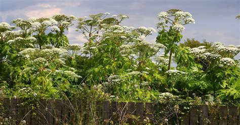 Warning Issued Over Dangers Of Poisonous Giant Hogweed