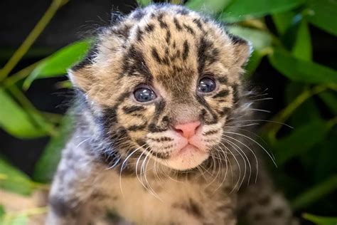 Rare Clouded Leopard Kitten Born At Oklahoma City Zoo