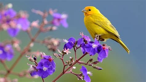 Saffron Finch Yellow Bird Is Sitting On Purple Flower 4k