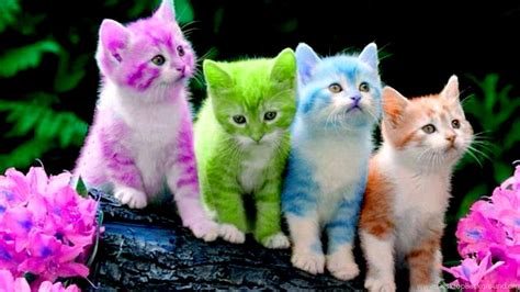 Cats Colored Kitties Kittens Cats Colors Cute Wallpapers Pictures