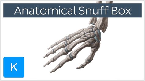 What Is The Anatomical Snuff Box Human Anatomy Kenhub Youtube